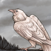 [Dynamic Age] White Raven
